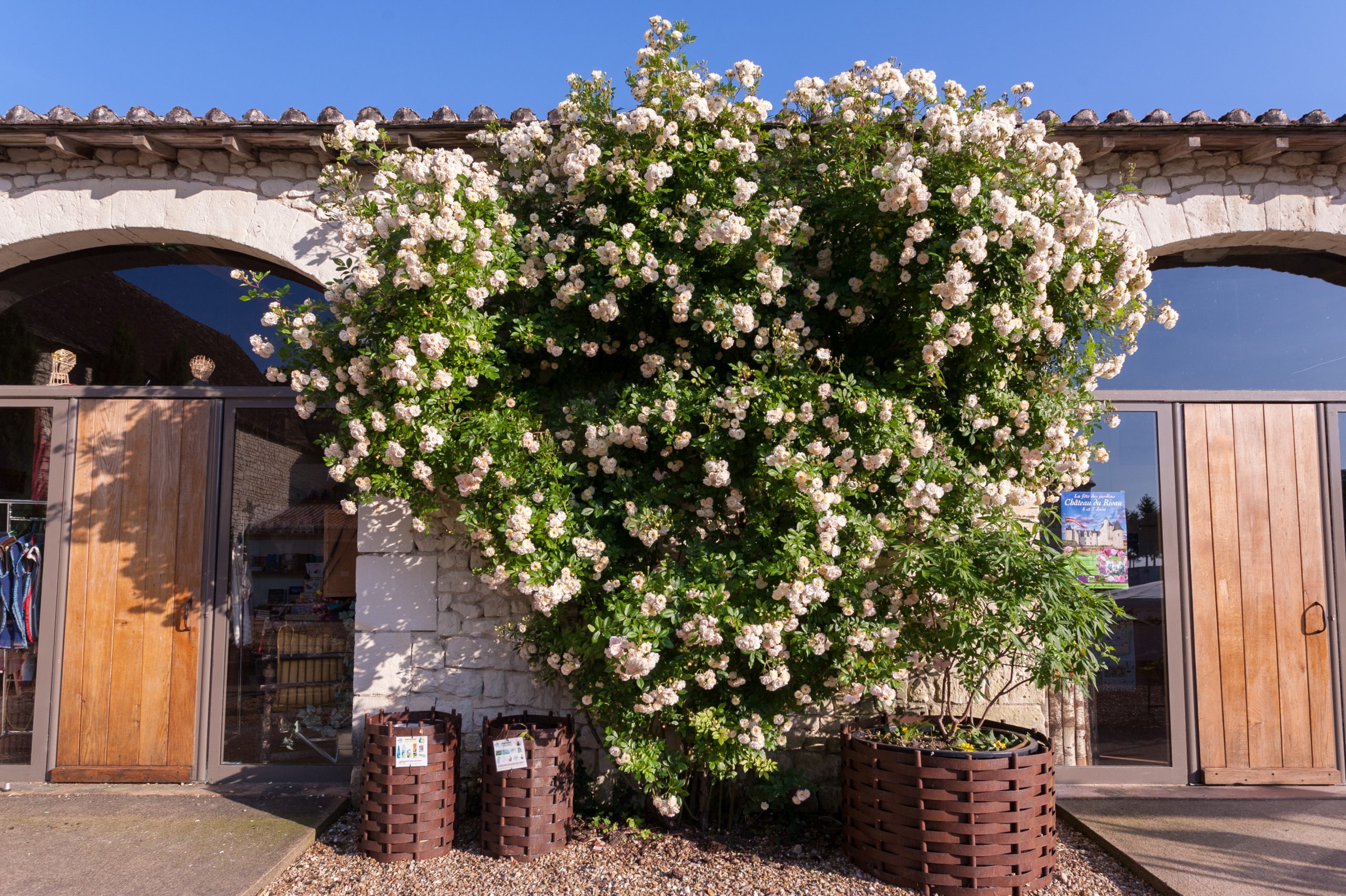 conservatoire-rose Cassina au chateau du rivau