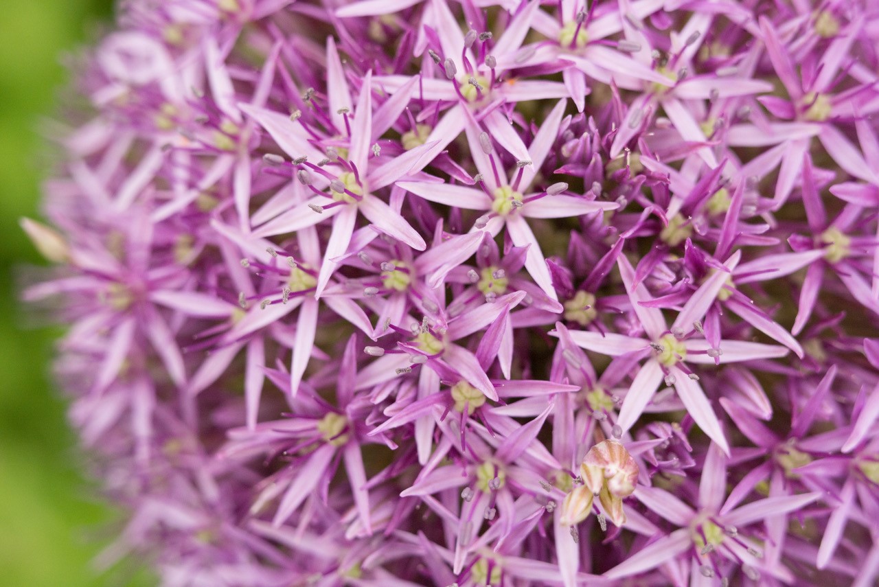Plantes Comestible