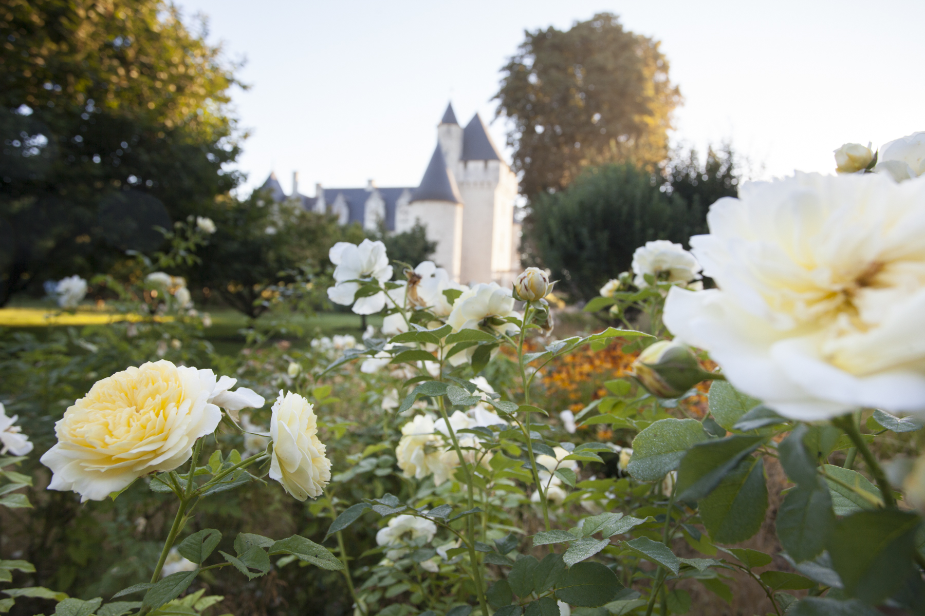 jardin septembre