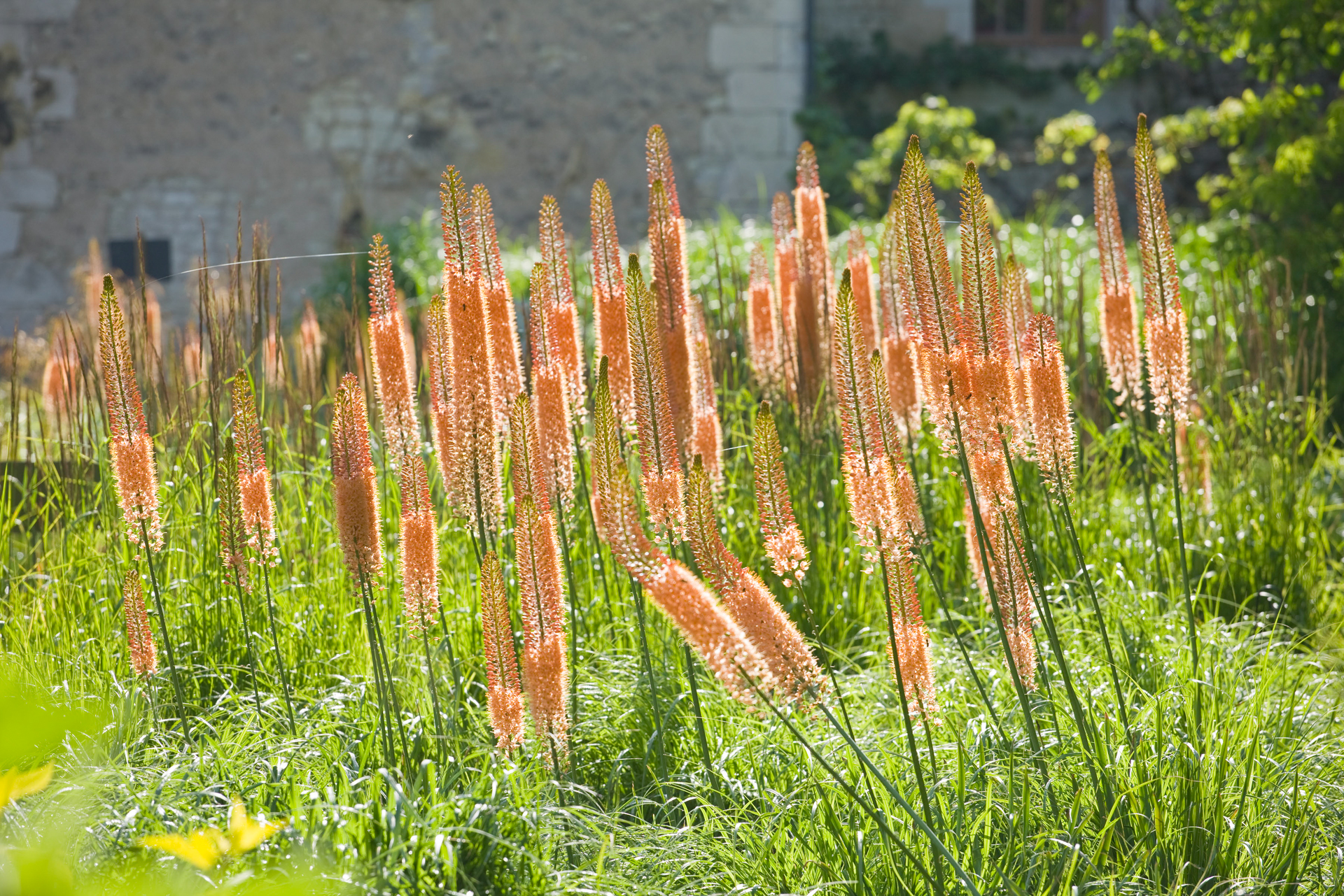 eremurus au rivau