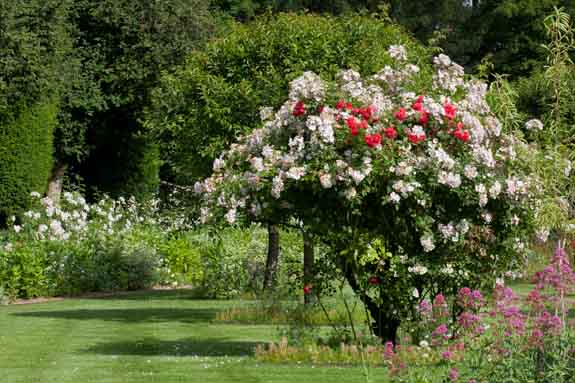 rose-alfred-carriere-rivau pivoine Haku Unkaku