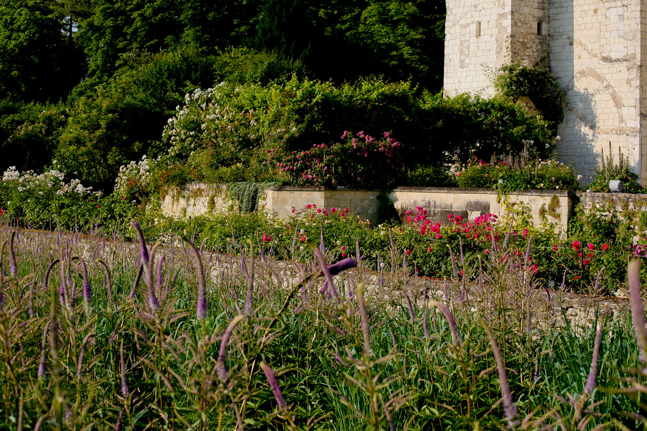 lavandes au Rivau
