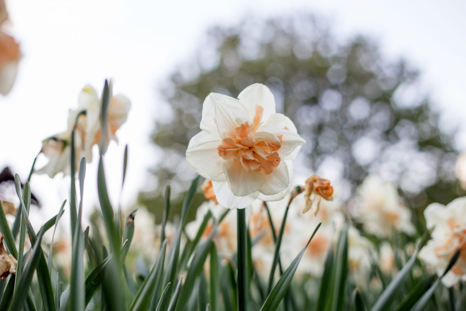 narcisse Château de la Loire jardin remarquable