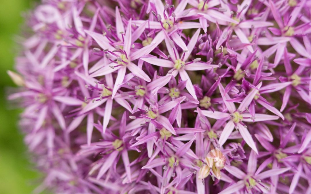 Plantes Comestible Nicolas Gaulandeau