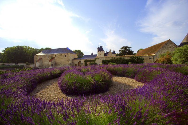 lavandes au Château du Rivau