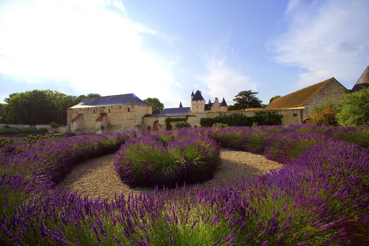 jardins de lavandes lavandes au Château du Rivau