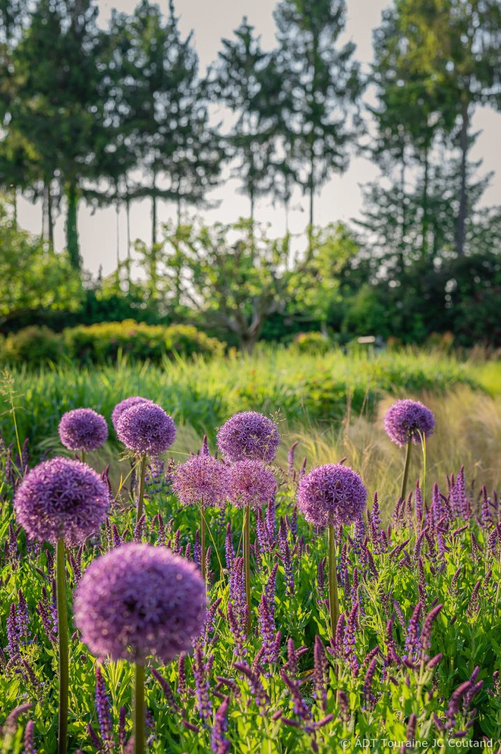 jardin en juin