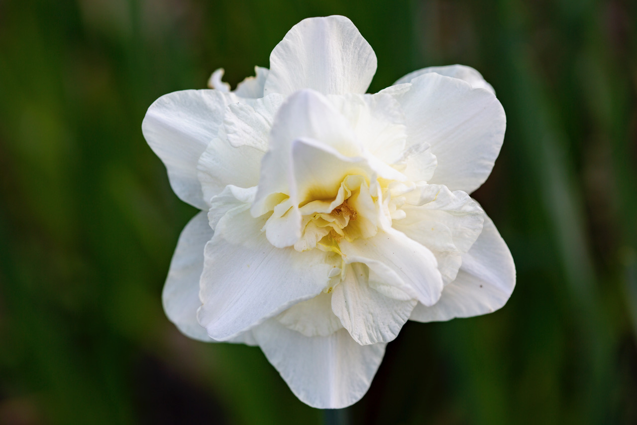 narcisse-obdam