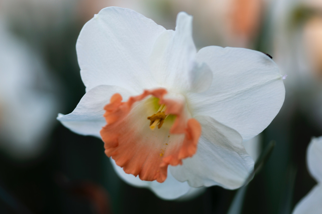 narcisse-pink-charm