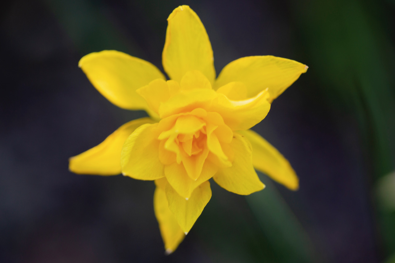 narcisse-tete-bouclee