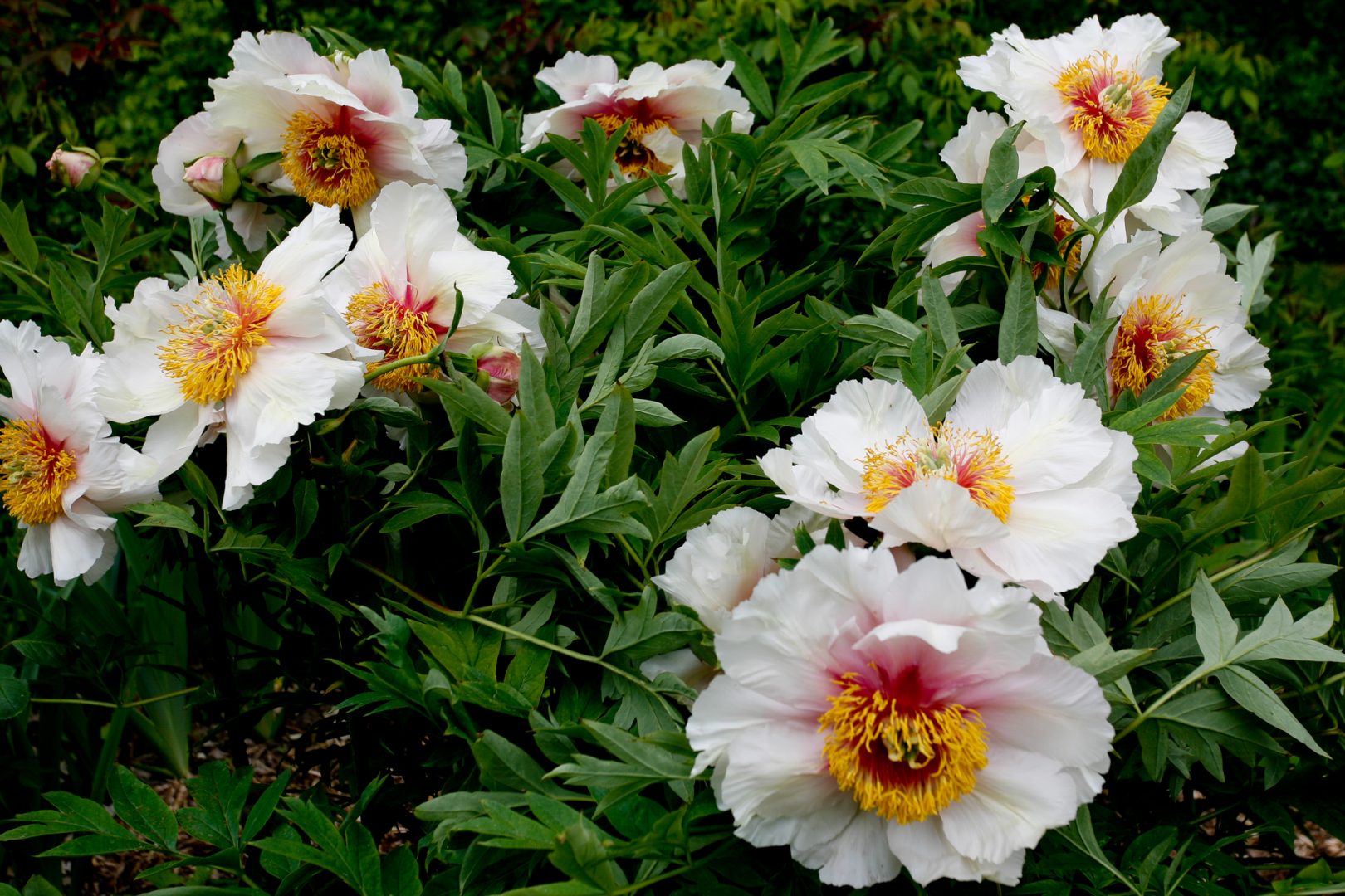 jardin en mai Château du Rivau