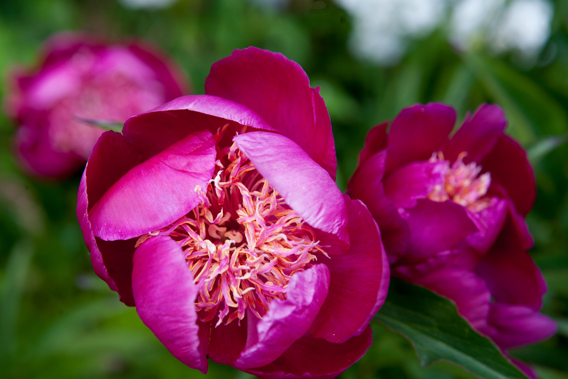 pivoine-neon-rivau Pivoine Neon