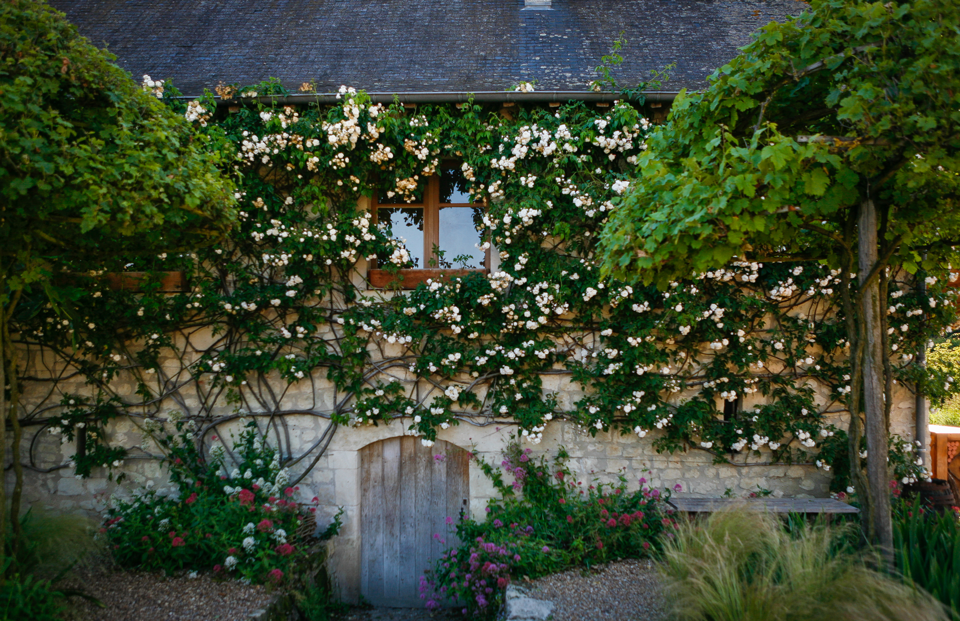 rose-aime-vibert