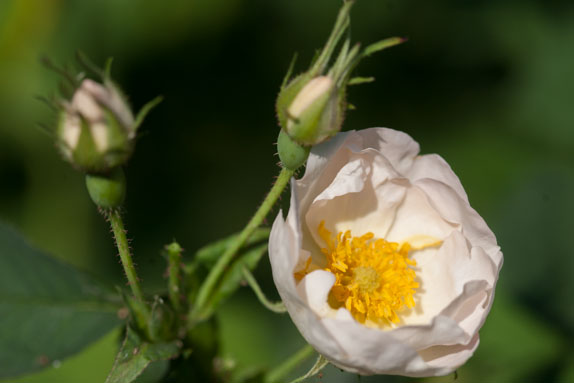 rose-alba-semi-plena-rivau-1