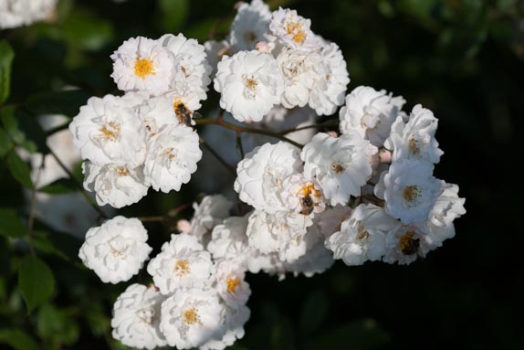 rose-beara-twillight-rivau