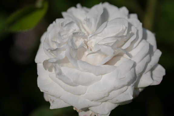 rose-blanche-moreau-rivau