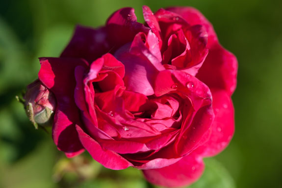 rose-conditorum-rivau