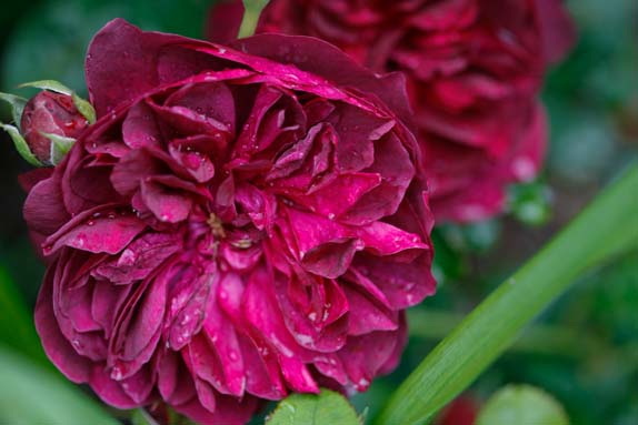 rose-darcey-burcell-rivau