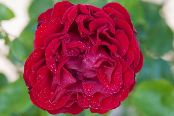 rose-dublin-bay-rivau