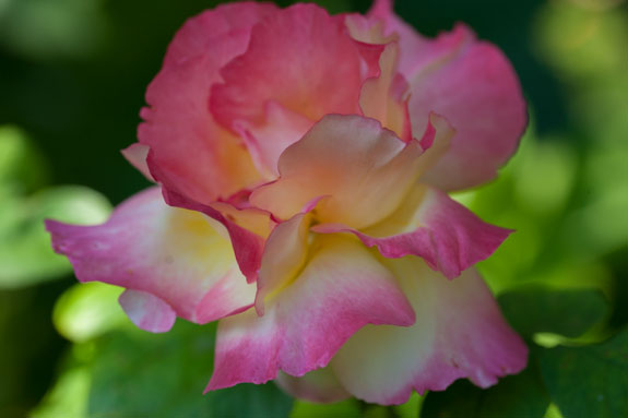 rose-emeraude-or-1