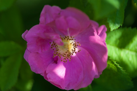rose-gallica-splendens