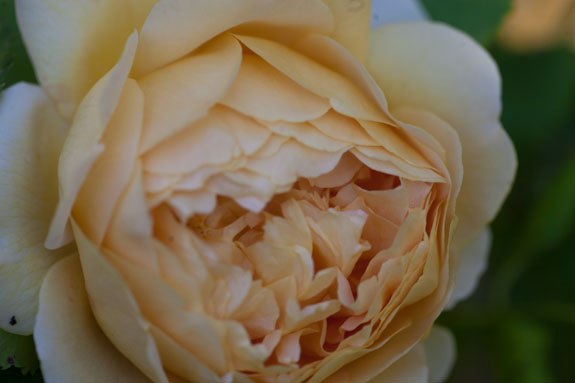 rose-golden-cellebration-rivau