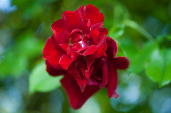 rose-graves-vayres-rivau