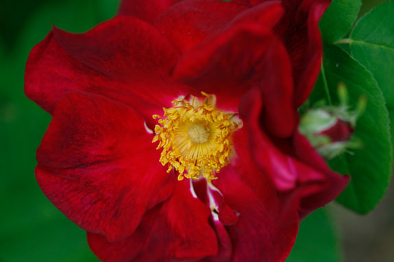rose-james-mason-rivau