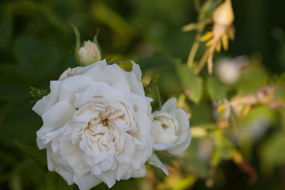 rose-legras-stgermain-rivau-1