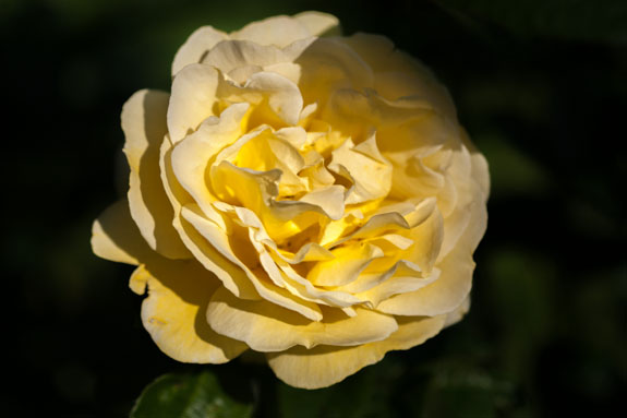 Collection de roses parfumées Château du Rivau