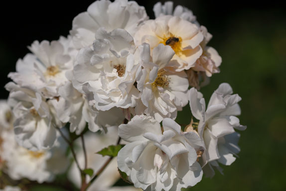 rose-penelope-rivau
