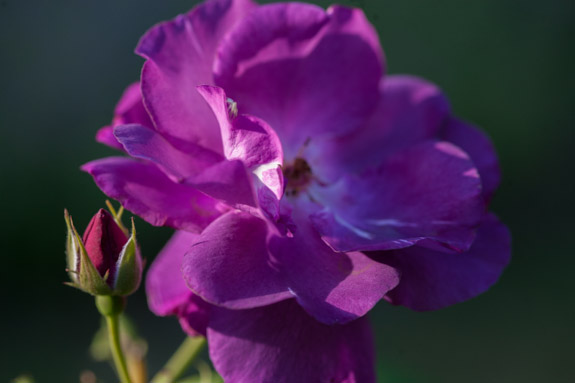 rose-rapsody-rivau