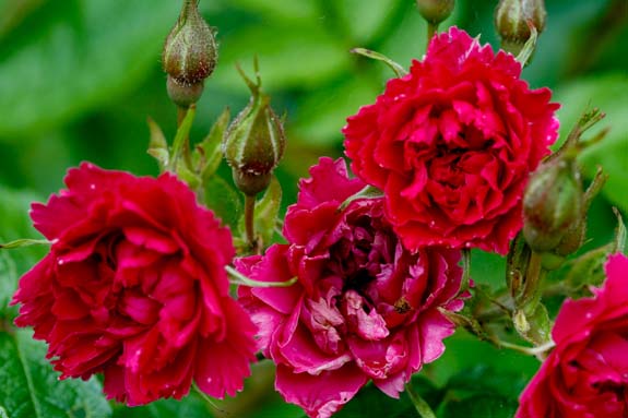 rose-red-grootendorst-rivau
