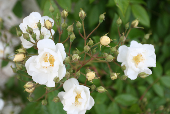 Collection de roses parfumées Château du Rivau