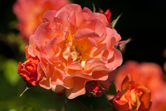 rose-westerland-rivau