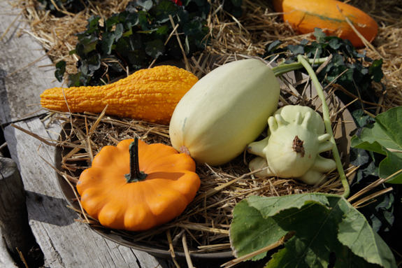 yougoslavian-finger Courge Yougoslavian Finger