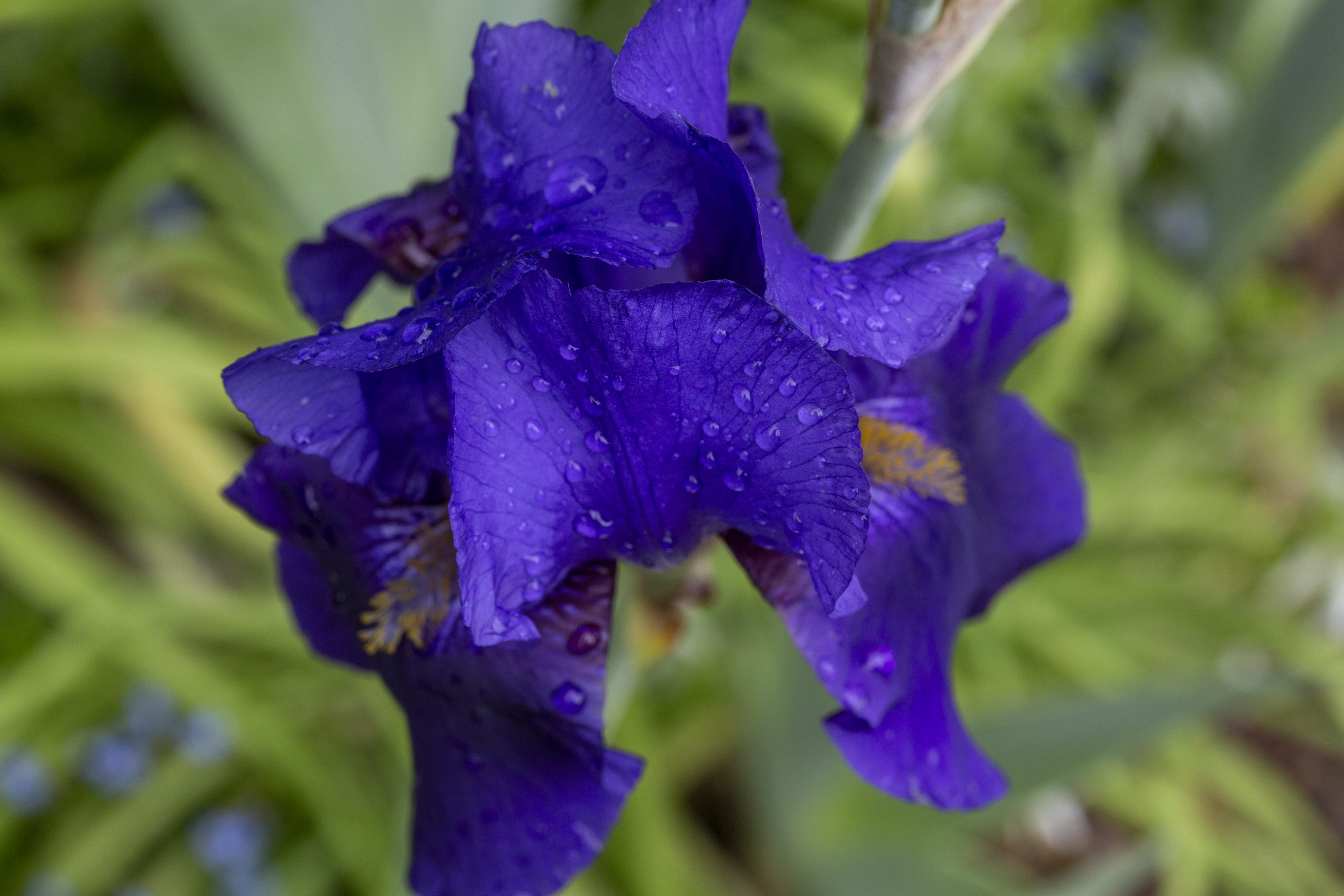 Iris Allegiance-5710