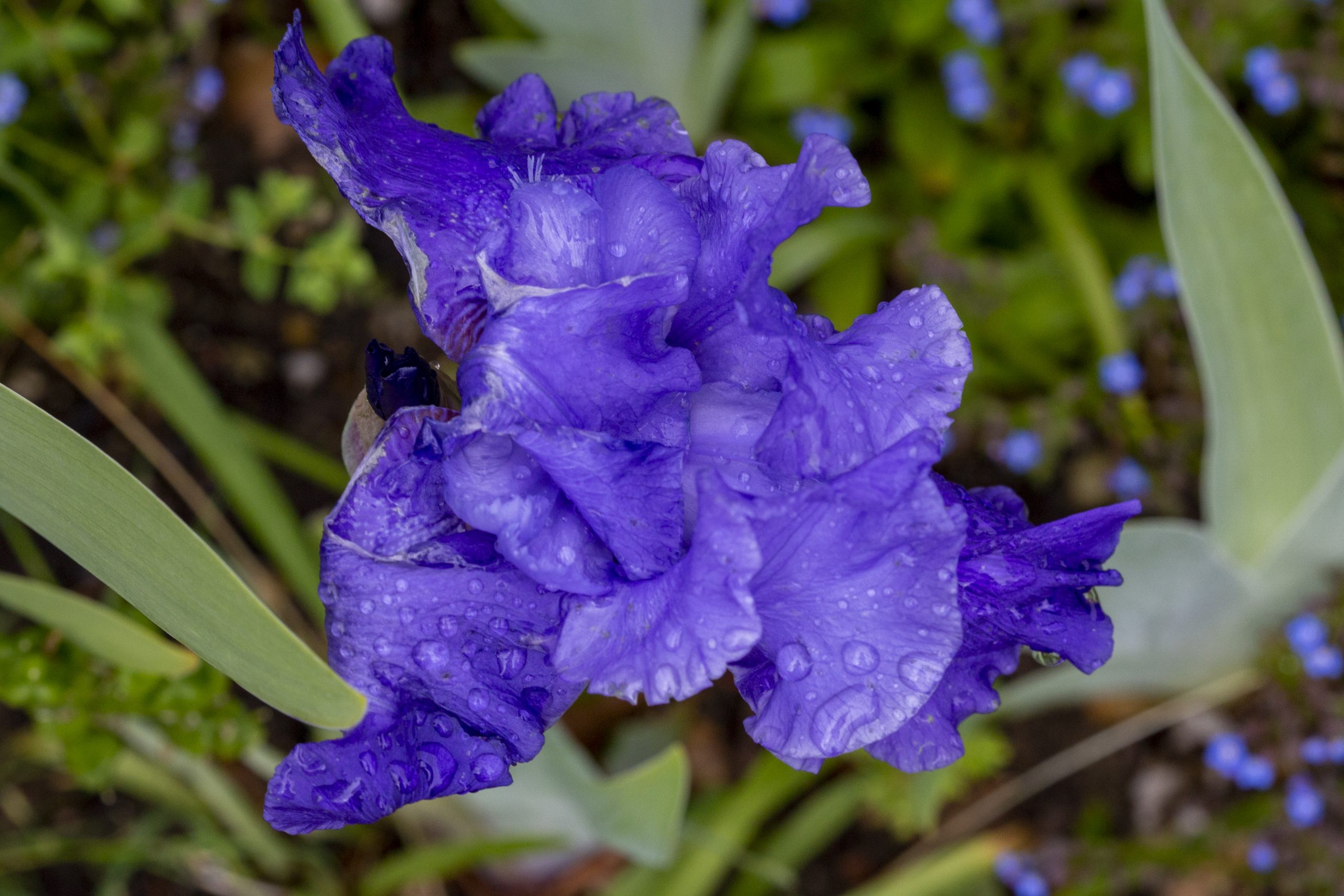 Iris Blue Luster-5714