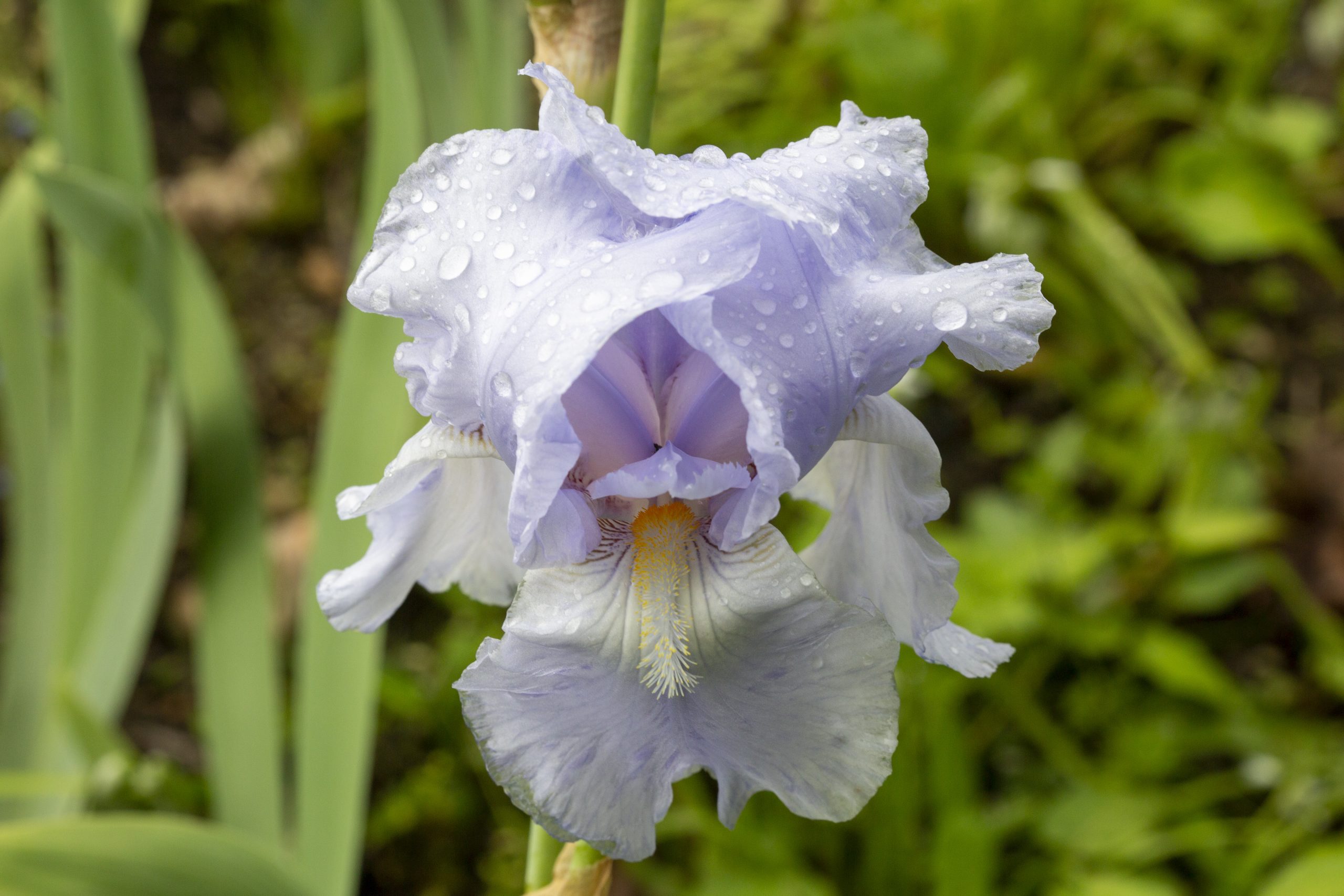 Iris Blue Sapphire-5702