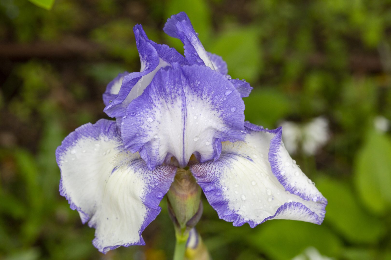 Collection iris jardin du Château du Rivau