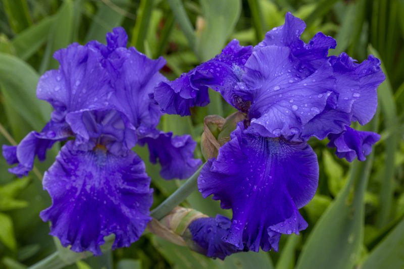 Collection iris jardin du Château du Rivau Collection iris jardin du Château du Rivau