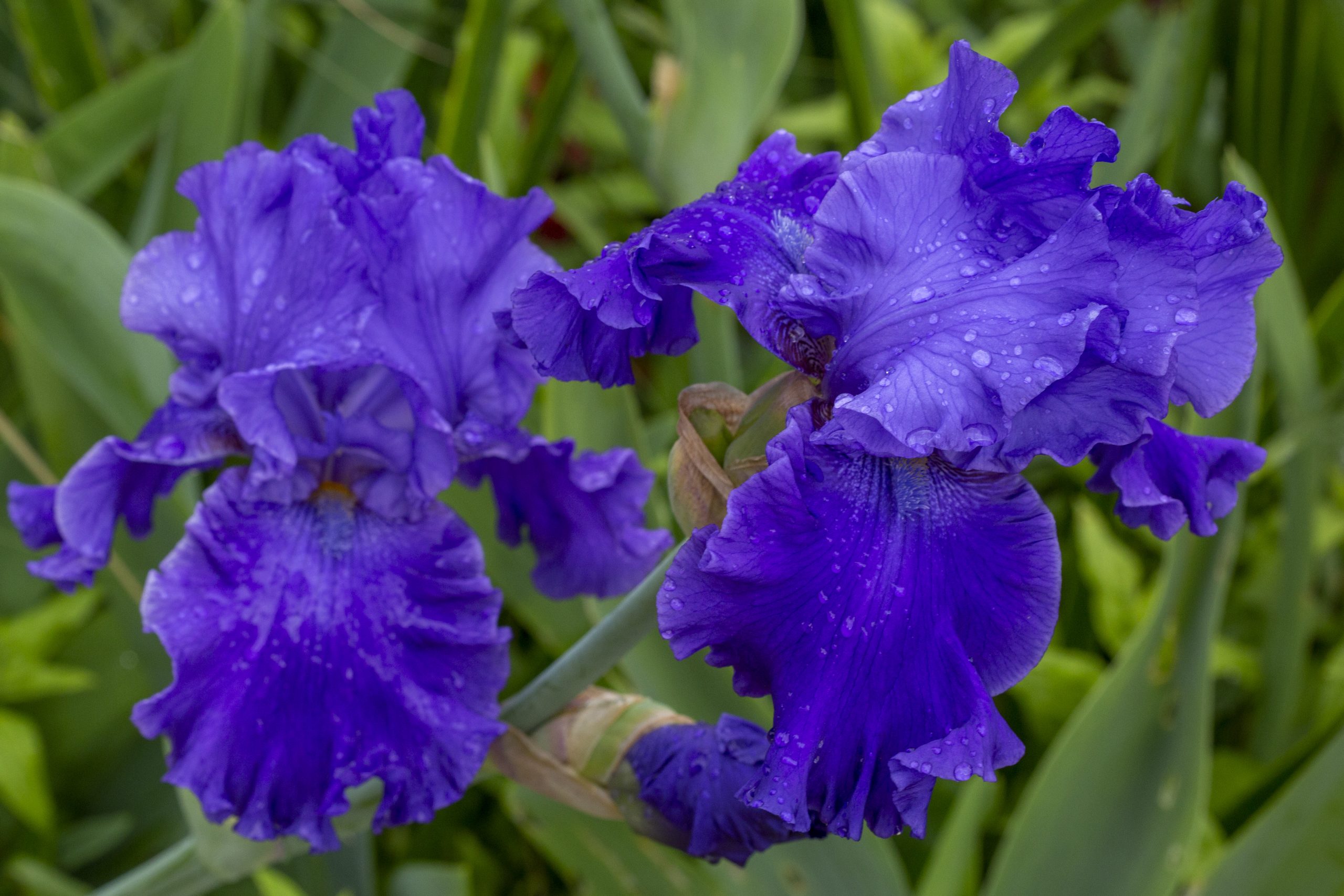 Iris breaker-5698
