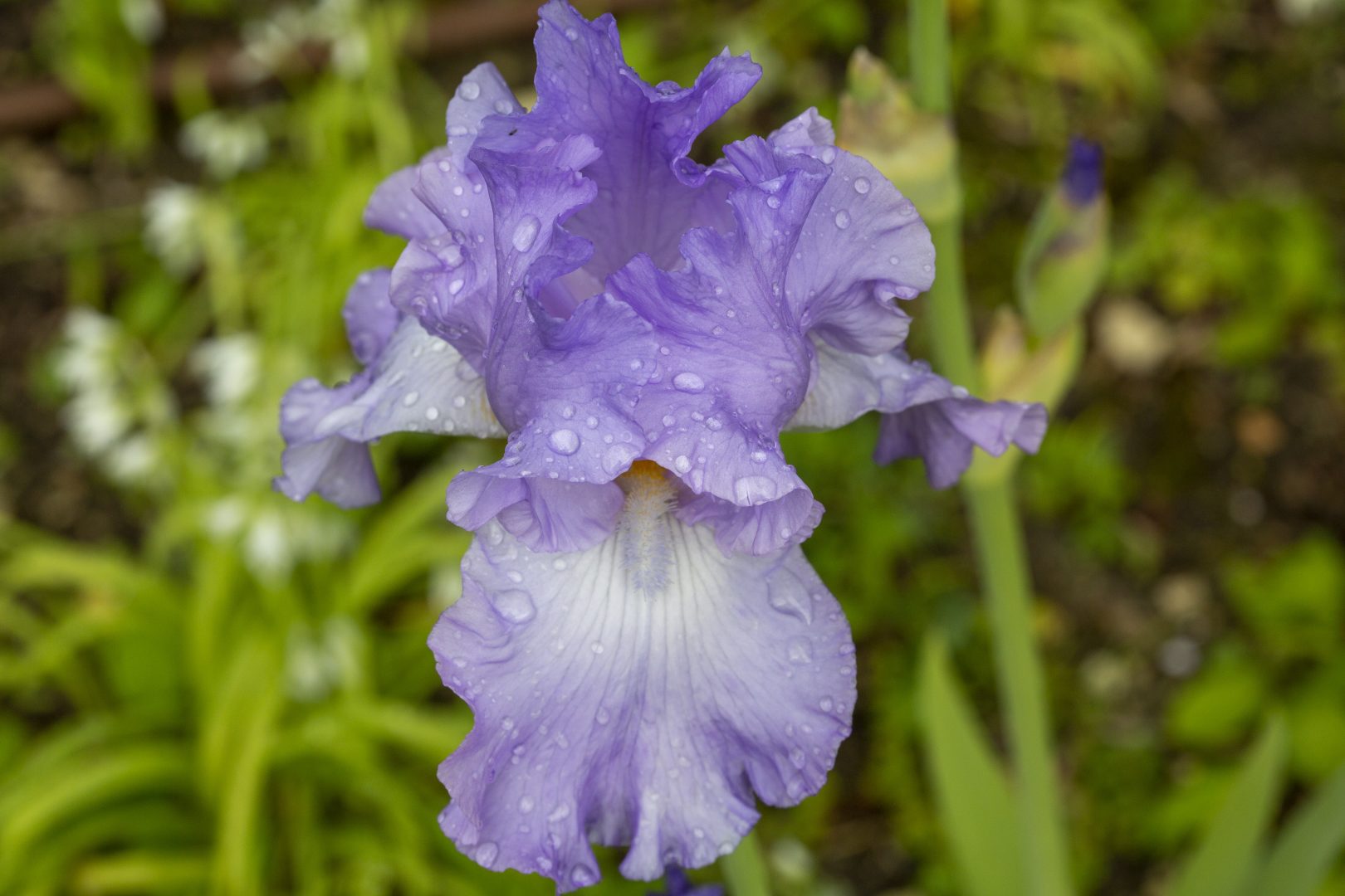 Collection iris jardin du Château du Rivau