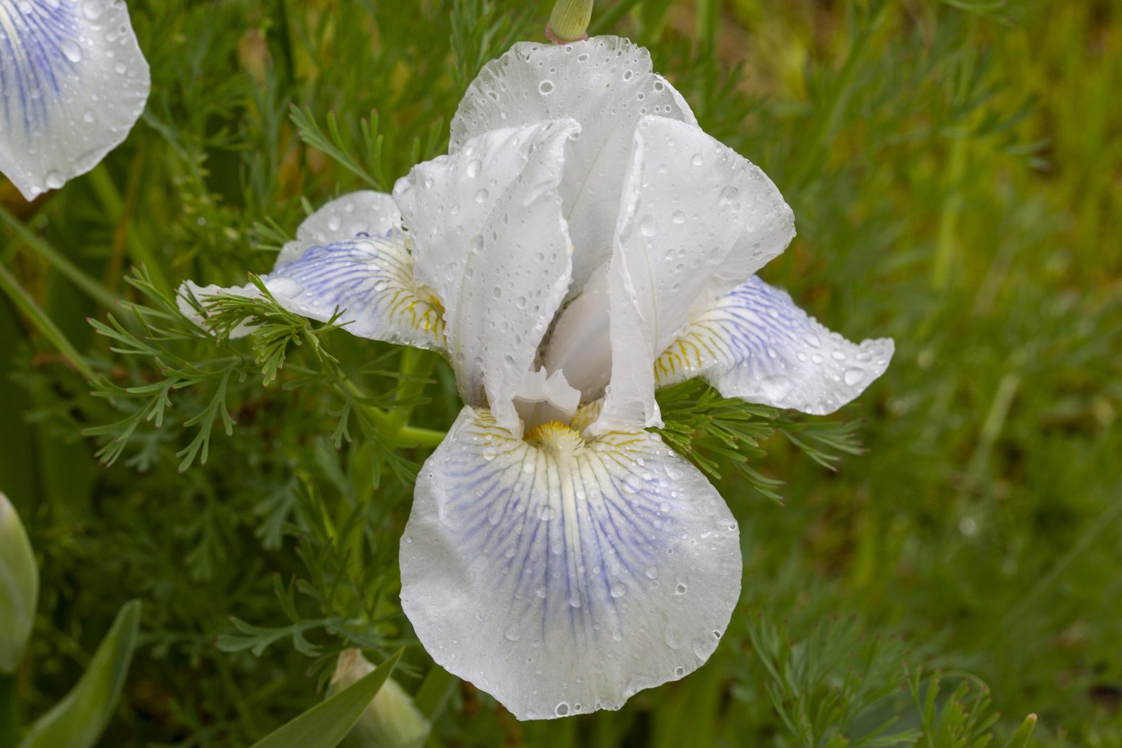 Collection iris jardin du Château du Rivau