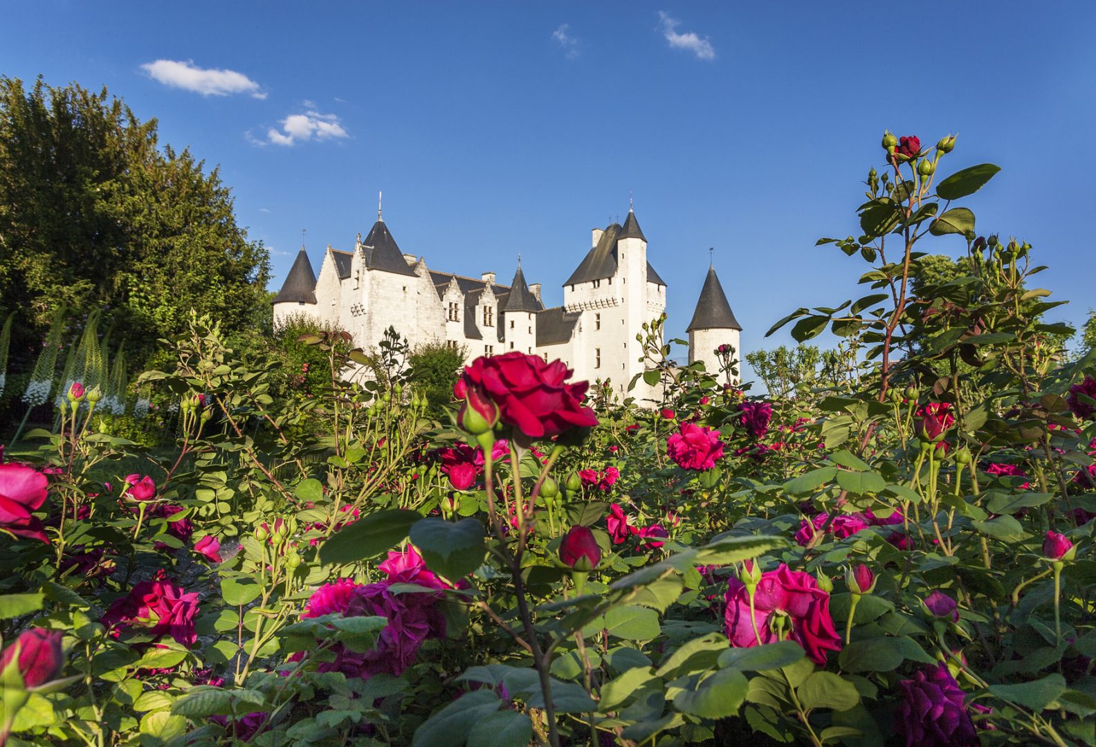 Conservatoire de la Rose parfumée Château du Rivau