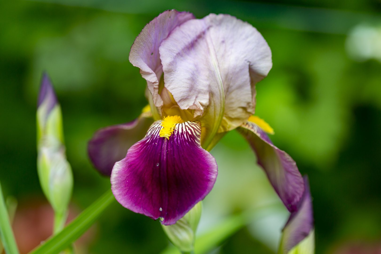 Iris jardin du château du Rivau