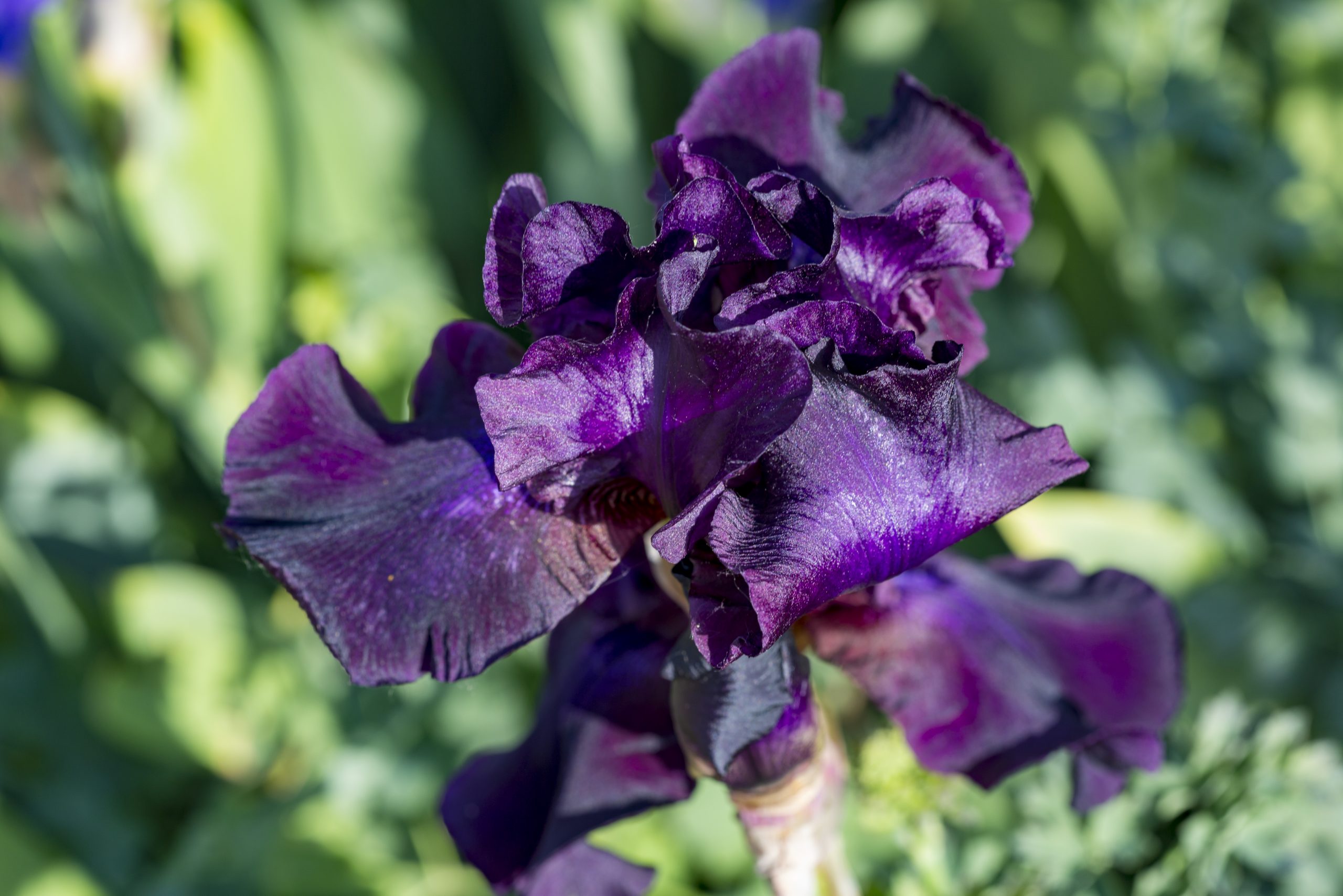 iris Bar de nuit -6838