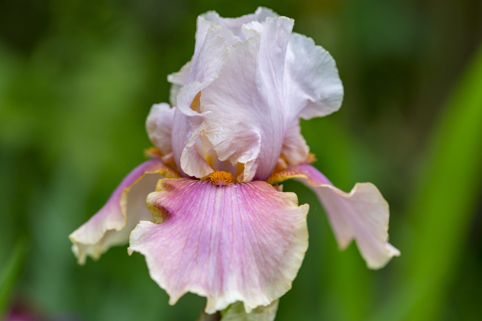 Collection iris jardin du Château du Rivau