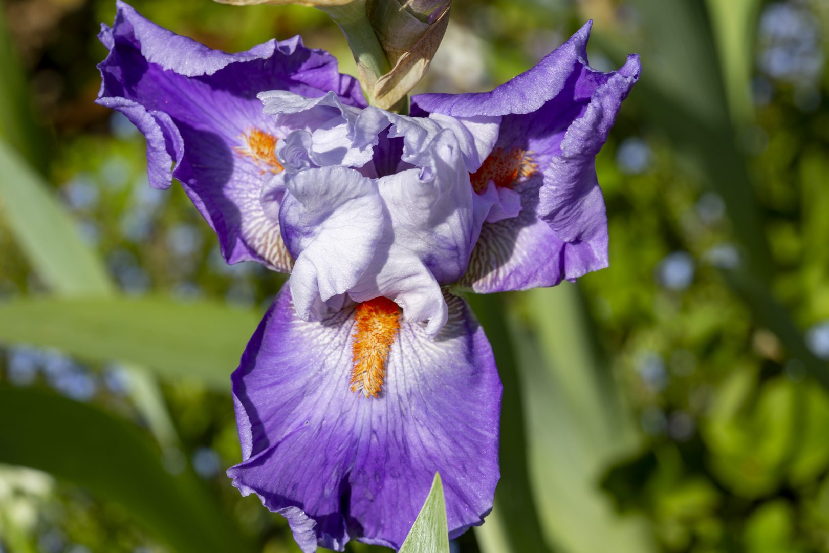 Collection iris jardin du Château du Rivau