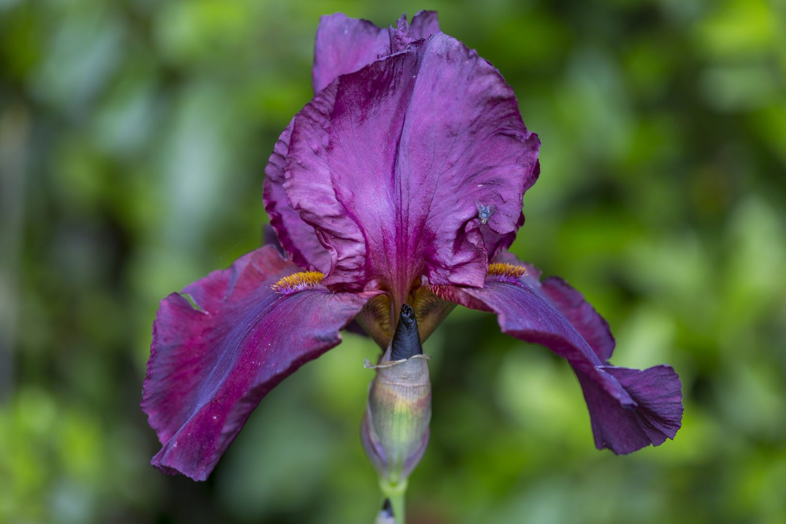 Collection iris jardin du Château du Rivau